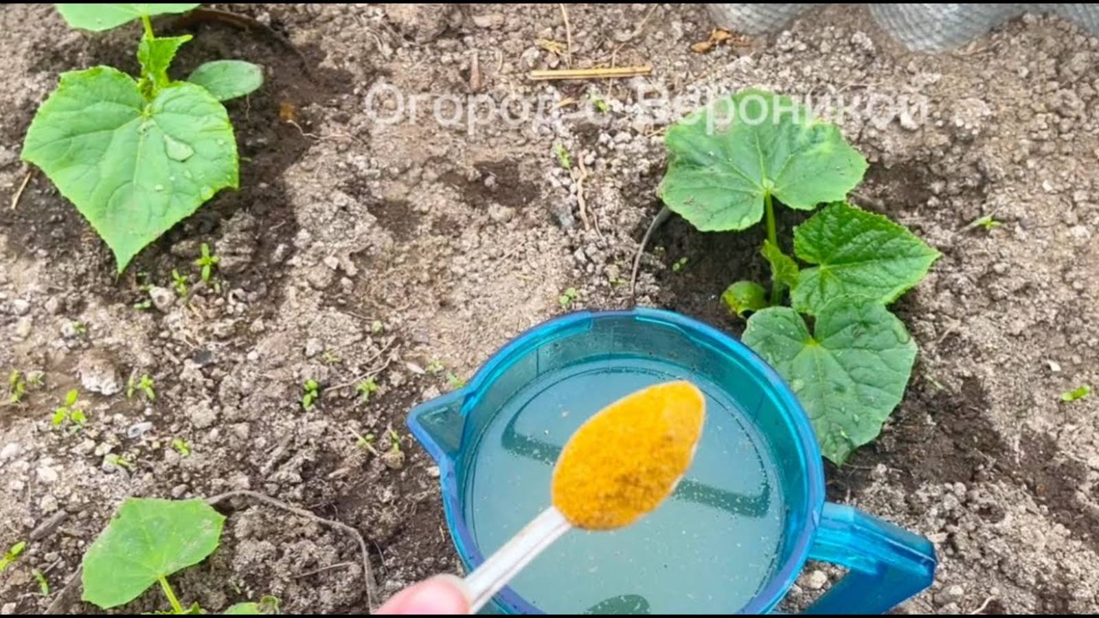 ЛЬЮ под ОГУРЦЫ и они ПРУТ как бешеные, даже дохлые моментально заплодоносят. 5 натуральных подкормок