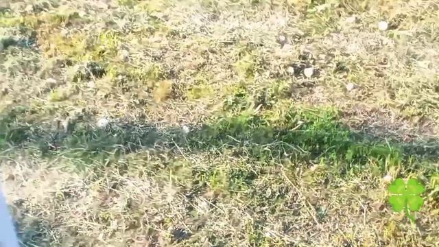 Коты деревенские