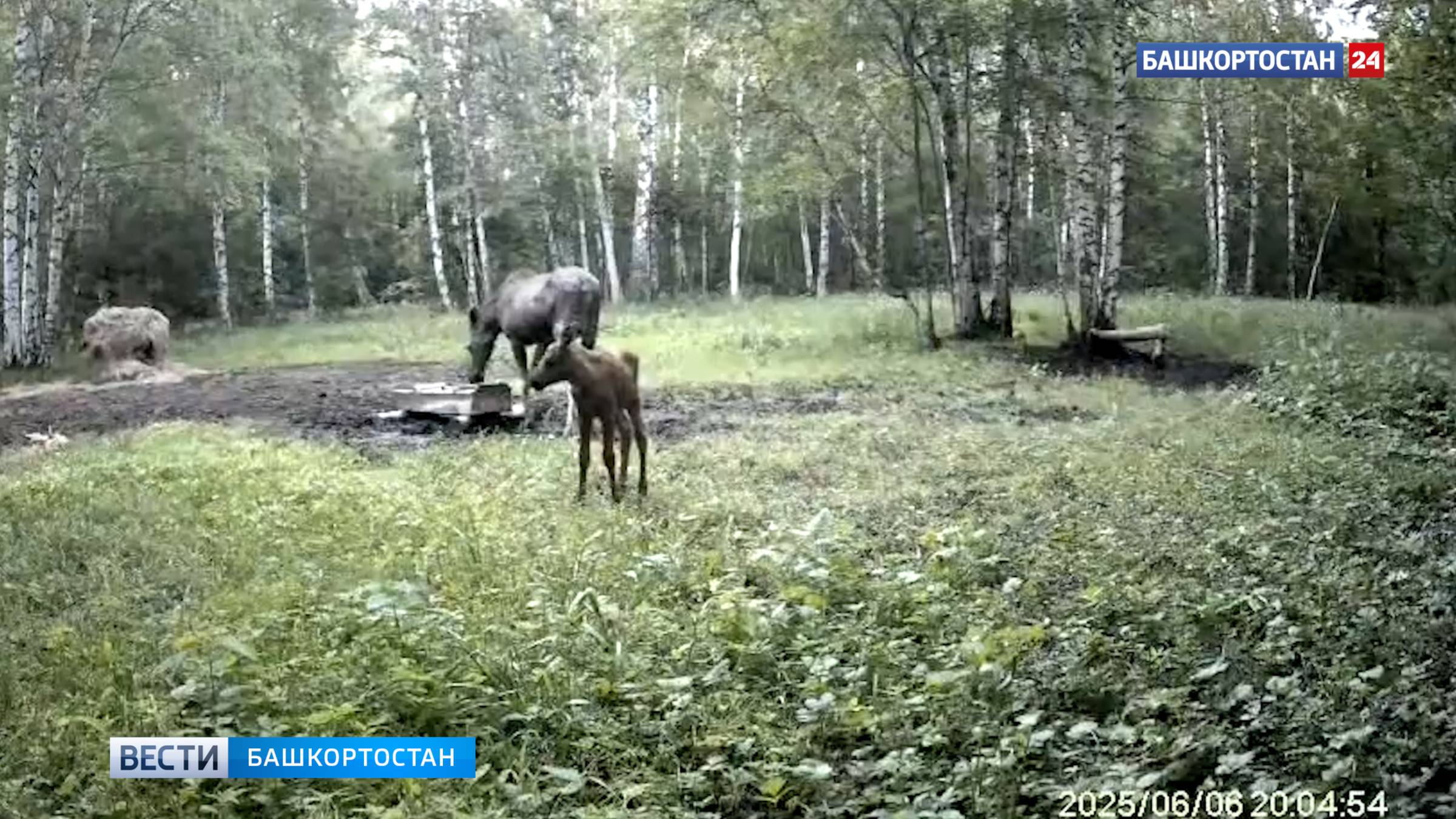 В Башкортостане камера запечатлела трапезу лосихи с двумя детенышами