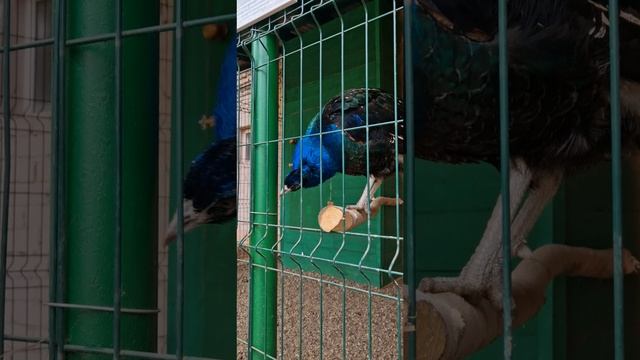 🌳🌲☀️ГЛЭМПИНГ ЛЕС И РЕКА | День 2-Веселье возле клетки с павлинами! 🦚