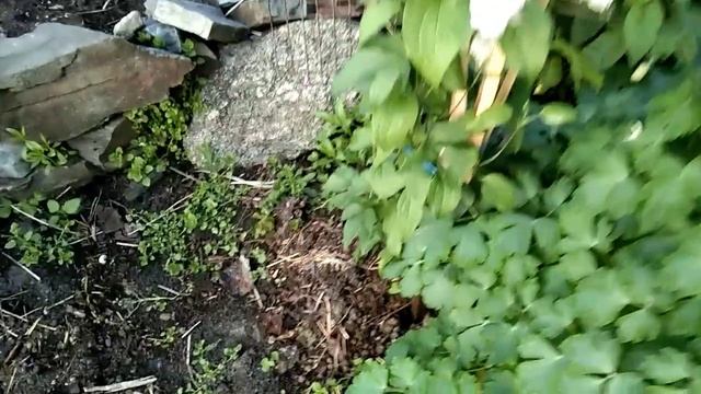 Мои Клематисы!🌺 Как распознать пересорт и интересная идея опоры для молодых лиан!🌿