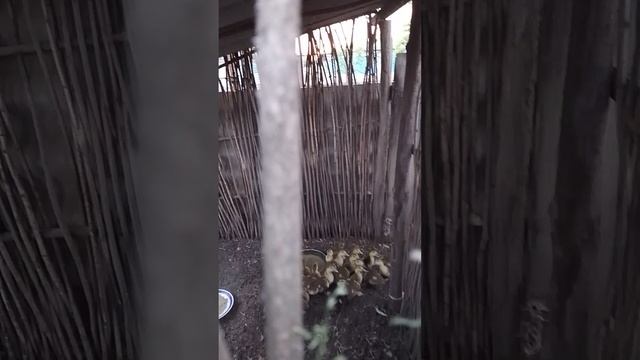 первый день когда в июне пошел дождь