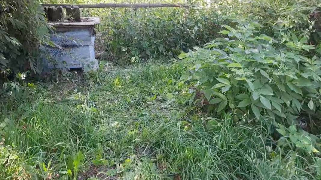 Помог соседу разместить заселившийся рой