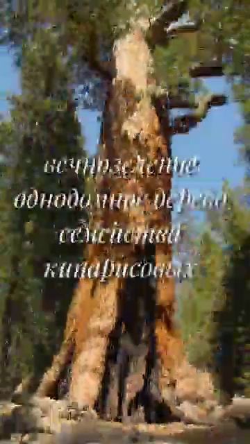 Самое высокое дерево