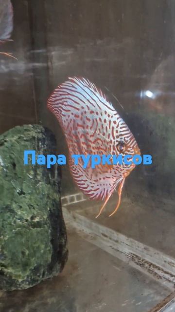 Туркис мазайк