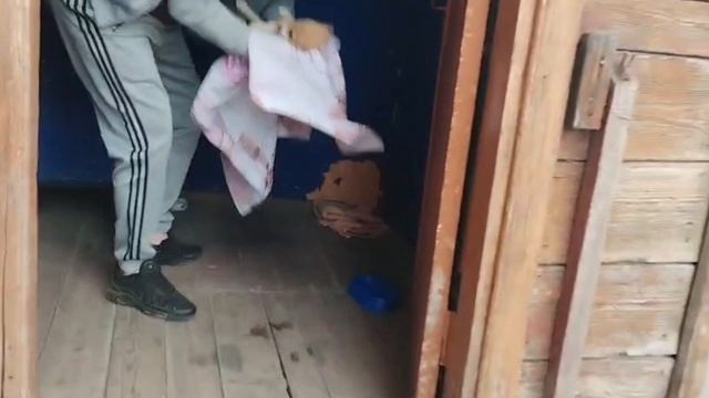 Крик отчаяния щенков… Малыши попали в большую беду! | Поло
