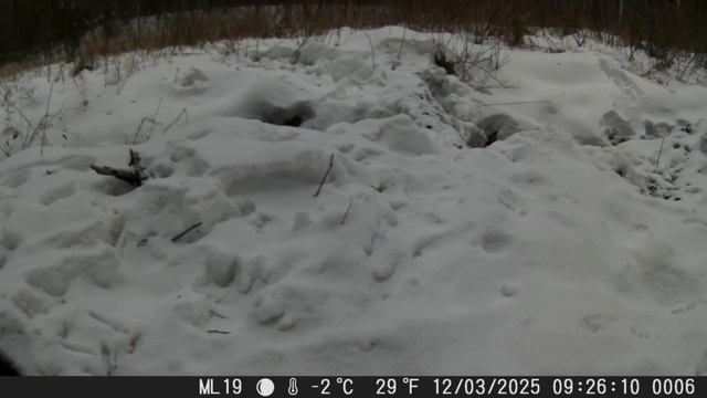 Харза в Амурской области