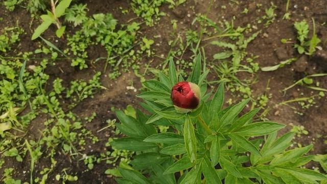 Преступление против пиона, Ленинградская область