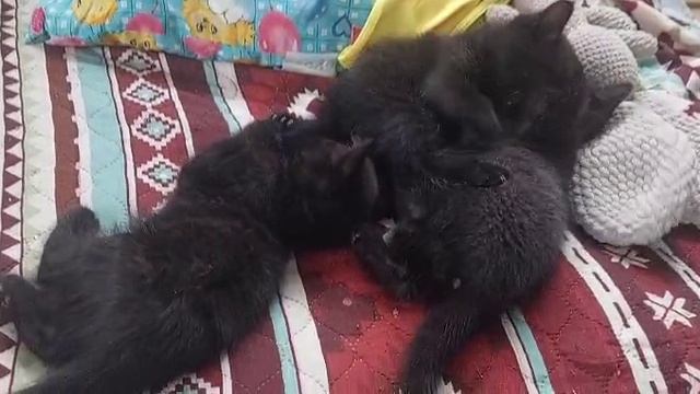 Милые котики
