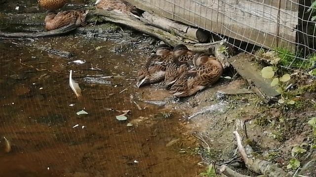 Уточка с утятами нашлась. Они все в моем пруду.