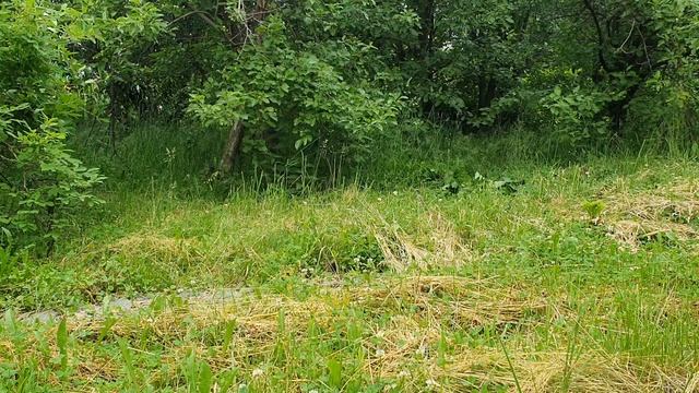 В один из дней я встречу Вас средь луга...