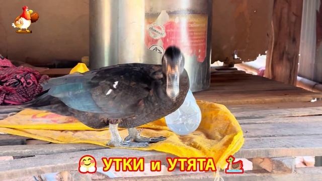 Утки с Утятами гармония во дворе 🦆🤗❣️(56)