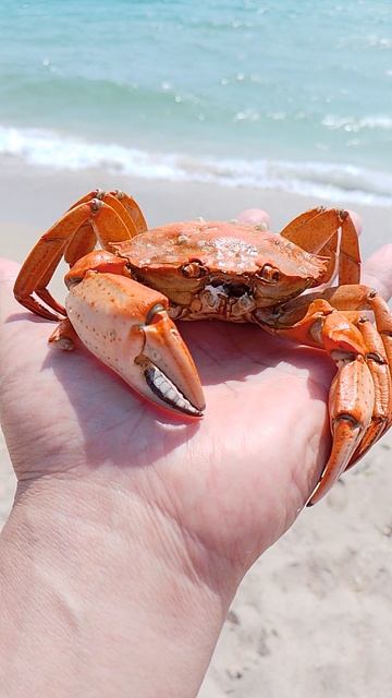 Беляус 2024 краб