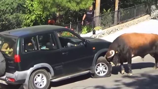 Теперь ремонт придется делать и химчистку салона после испугавшихся😱😉🤣