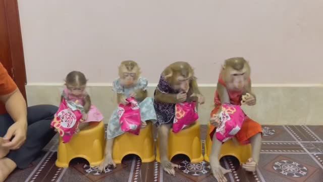 Обезьянки разодетые модницы 3 МАЛЕХИ и 1 лапочка кроха едят из пакетов не плохо