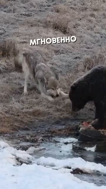 Клип @mem_archive