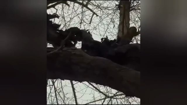 Одинокий ястреб приютил котят- сирот.
