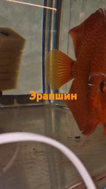 Пара Эрапшин