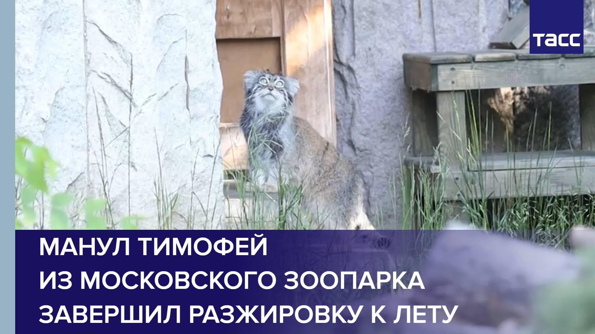 Манул Тимофей из Московского зоопарка завершил разжировку к лету
