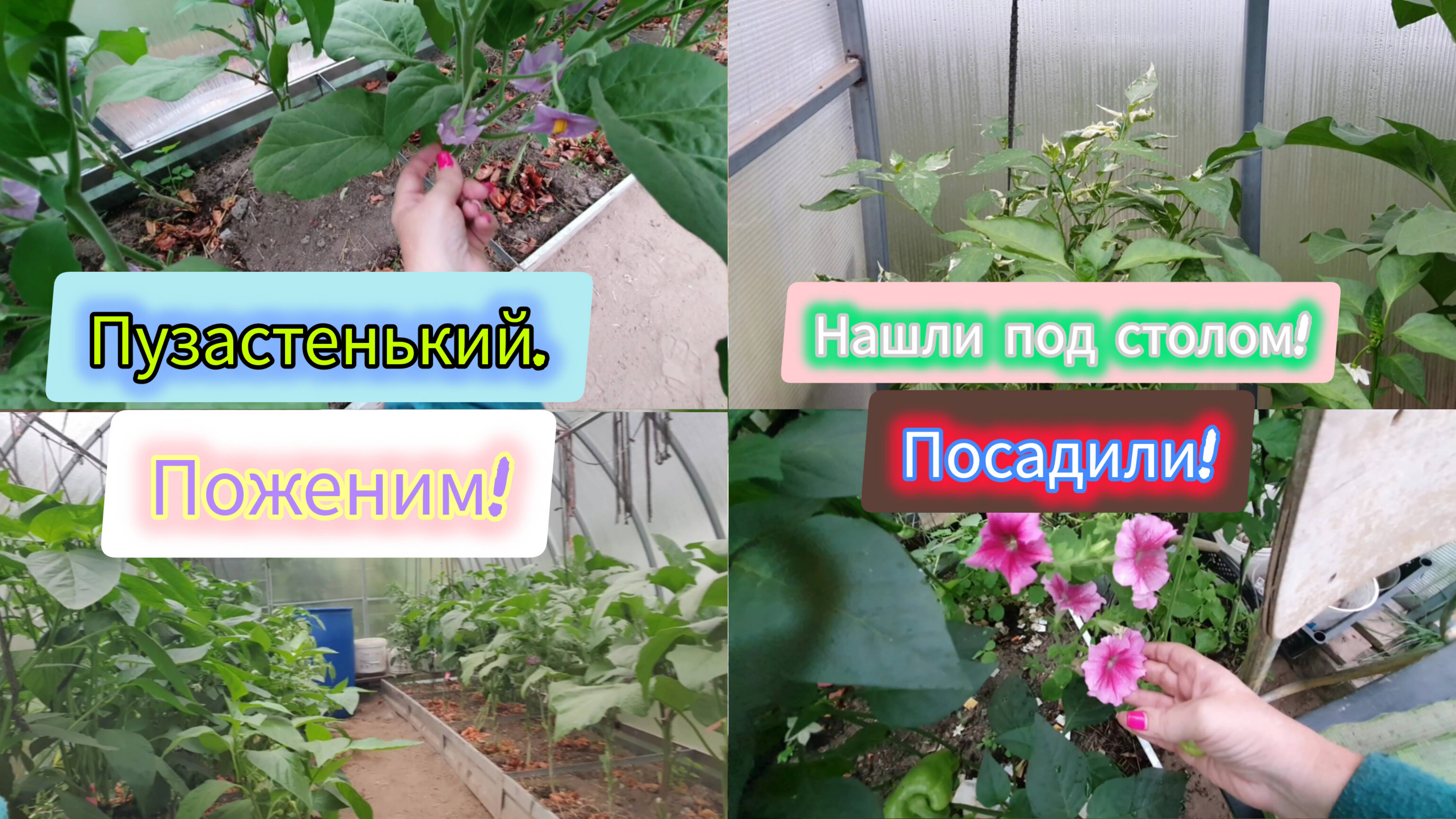 10.08.2024 ч.3я Сладкая карамель 167руб.🌶 Моя теплица.🌿Ливень зарядил!🌧