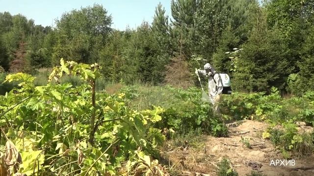 Поросло… борщевиком