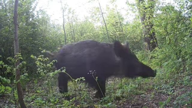 Кабанчик видео фотоловушки