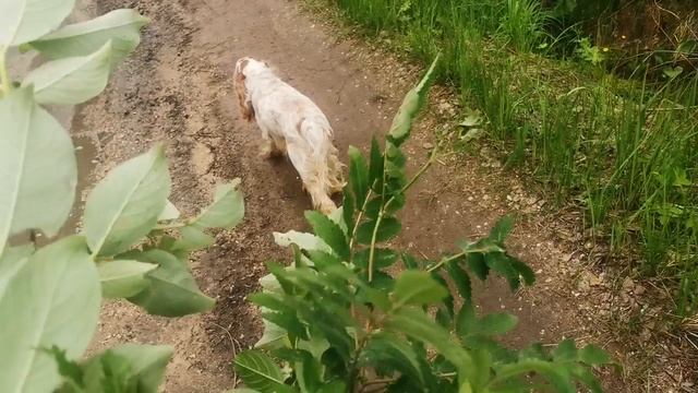 Очень просто спасаться от комаров в лесу, если нет средства.