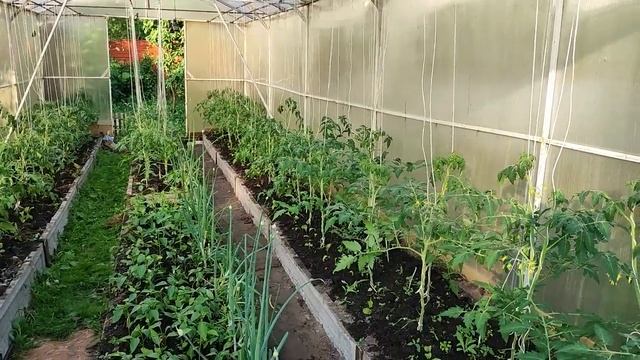 Формирую томаты. Что убрать, а что оставить？