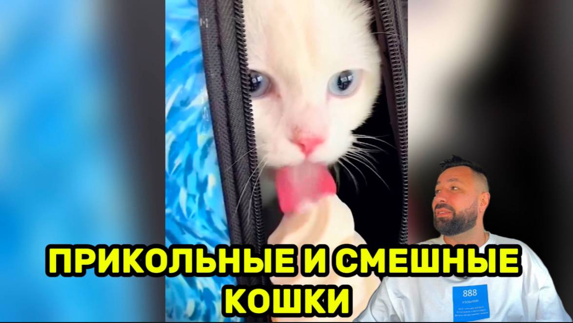 Прикольные и смешные кошки поднимут вам настроение 😄👍🏻