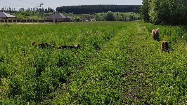 Так к кому бы пристать, с кем поиграть, побегать в поле ррафф