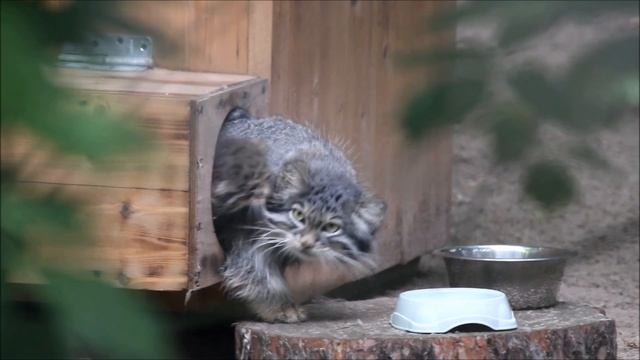 Манул Снежинка не выпускает своих котят из домика 09.06.2025