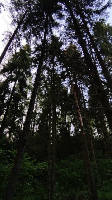 forest sound kayo t2 enduro 300 pr