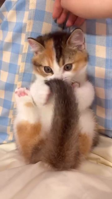 👈😺+🐝