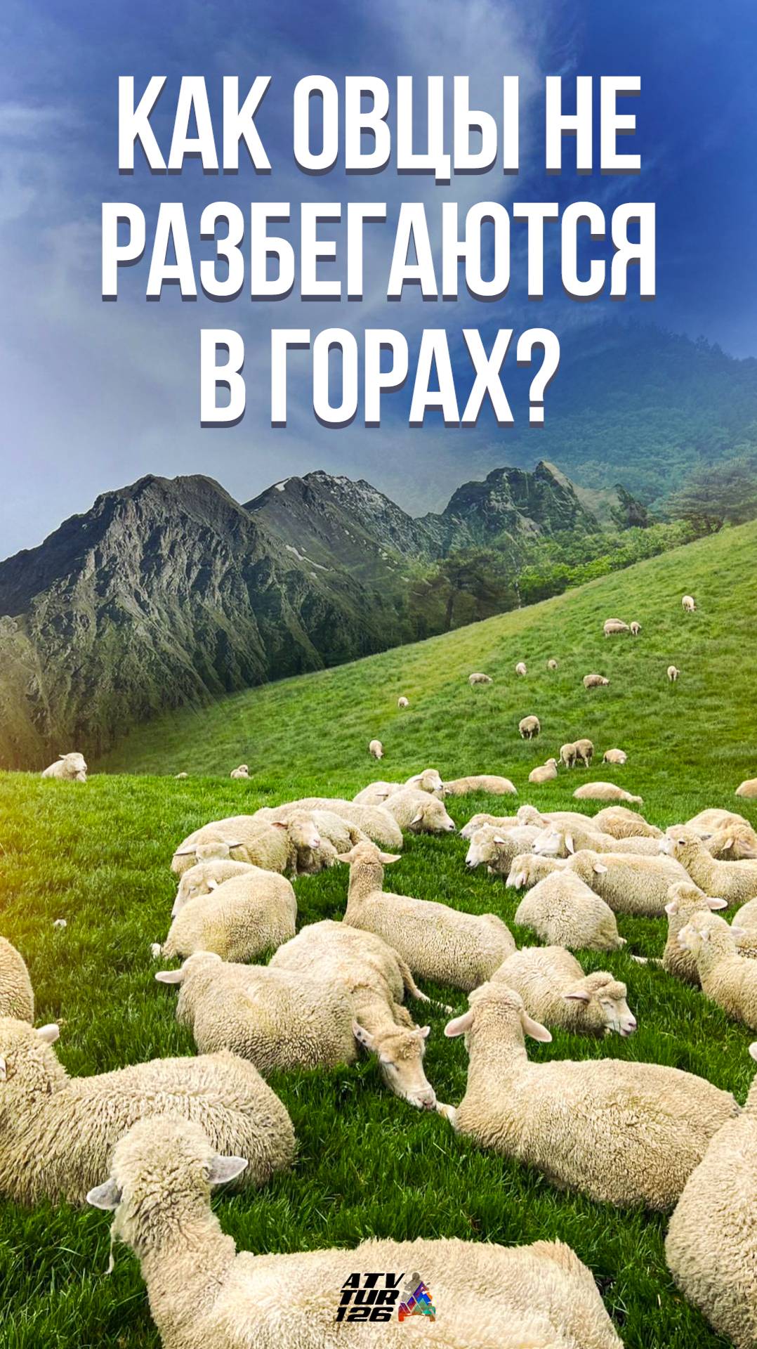 Как тысячи овец не разбегаются в горах?