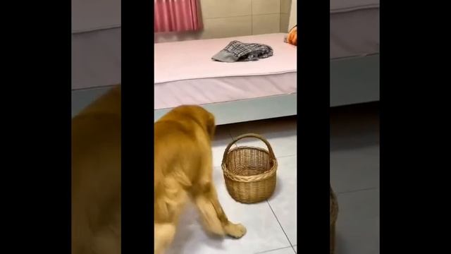 собаки оказывается очень хороший животные милашки