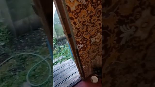 Репортаж с дачи...