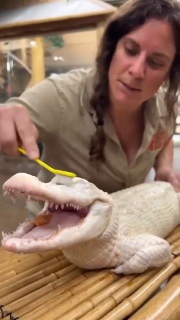 🐊 Белокожий крокодил кайфует от почесулек