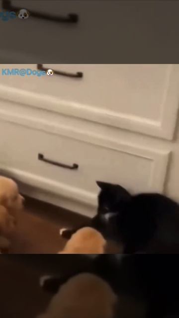 Кота заловил щенячий патруль😠😂