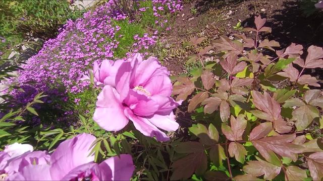 пионы прогулки городские зарисовки цветы