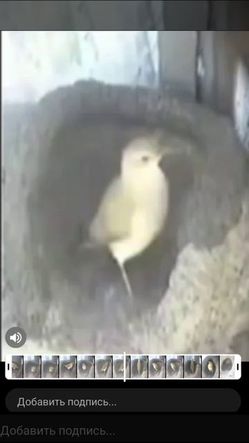птичка делает себе гнездо
*ускоренное видео с музыкой*