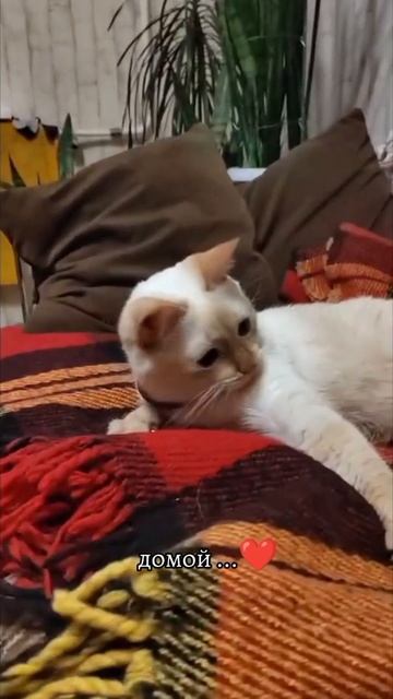 Сема дома ❤️