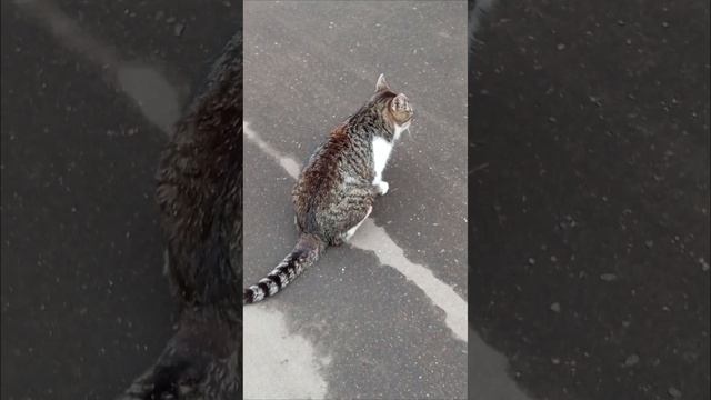 Моя Сильва на балконе. Московский дворик