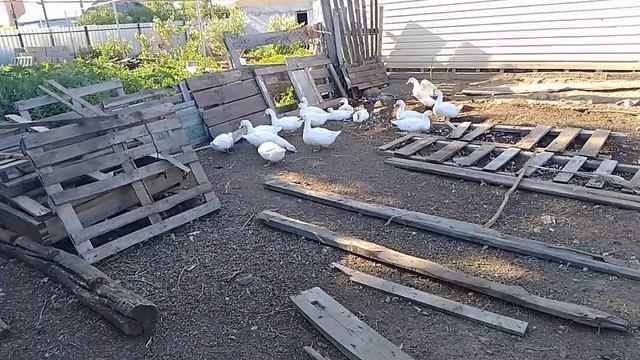 10 июня, посадил гусыню на яйца и обо всем по чуть чуть