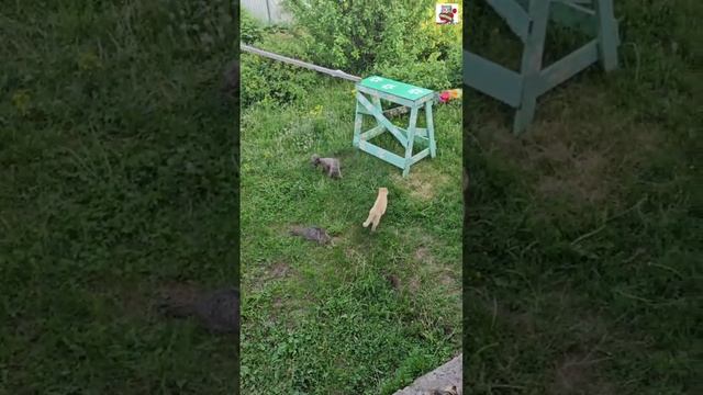 Вечерняя прогулка 🌞❤😻