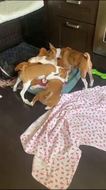 VID-20240821-WA0000.mp4