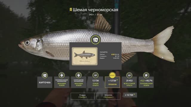 Русская Рыбалка 4 Трофей (Шемая Черноморская) р. Северский Донец