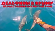 Дельфины Крыма в дикой природе: незабываемая морская прогулка!