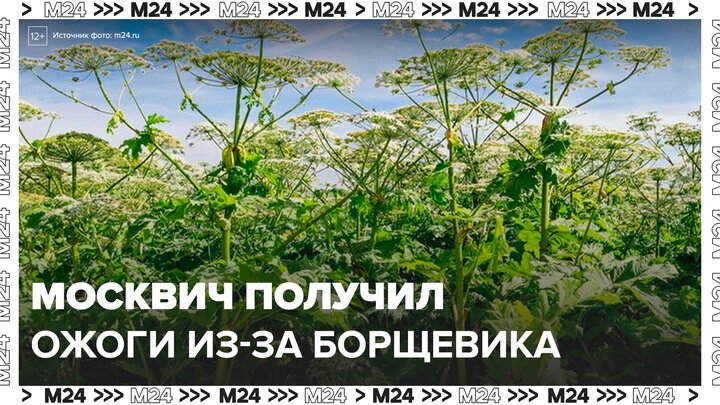 Житель столицы получил ожоги 80% тела из-за борщевика - Москва 24
