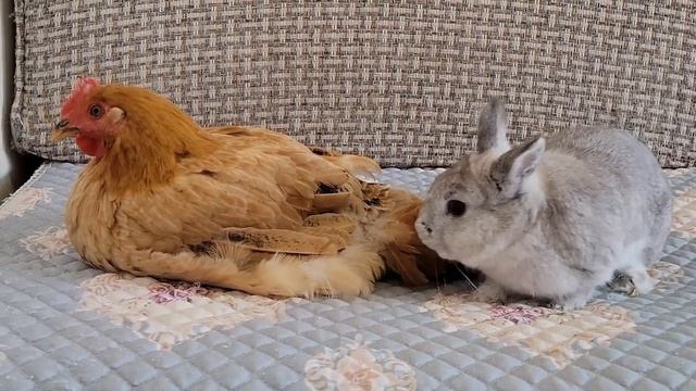 Кролик успешно разрешил конфликт между котом и курицей (2025 год)