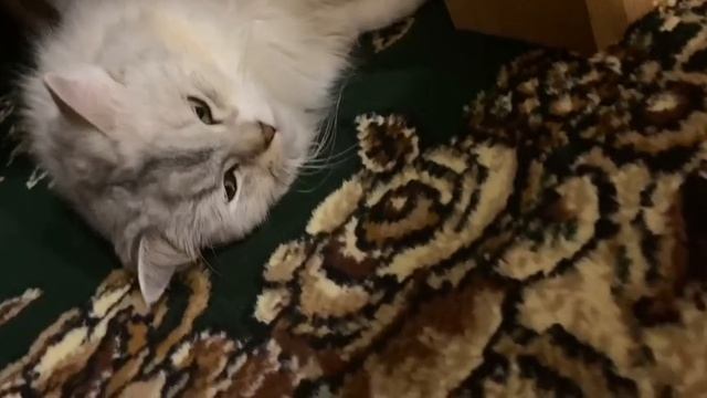 Тайный мир лап: приключения мини-домоседа
